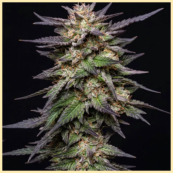 Fruity Pebbles Feminized Seeds featured image