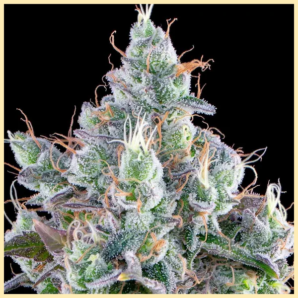 Fujiz Feminized Seeds additional image 2