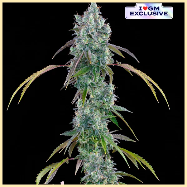 Fujiz Feminized Seeds featured image