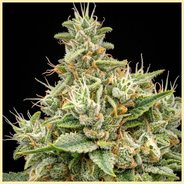 G13 Autoflower Seeds additional image 2