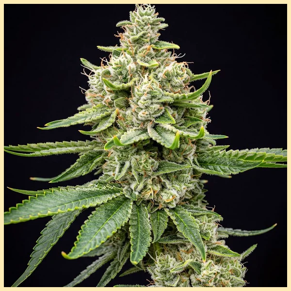 G13 Feminized Seeds featured image