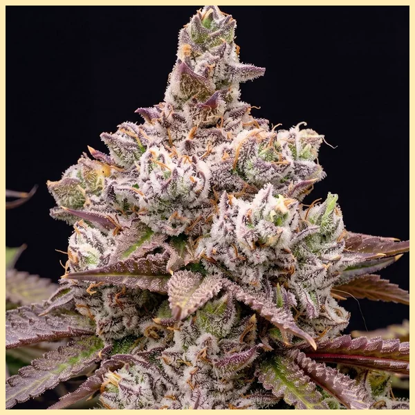 Galactic Runtz Feminized Seeds additional image 1