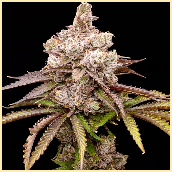 Galactic Runtz Feminized Seeds featured image