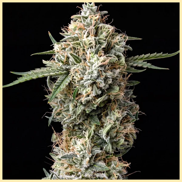 Garlic Breath Feminized Seeds featured image