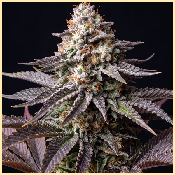 Gary Payton Autoflower Seeds additional image 1