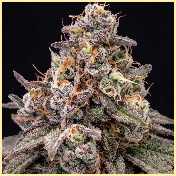 Gelato 41 x Vanilla Frosting Feminized Seeds additional image 1