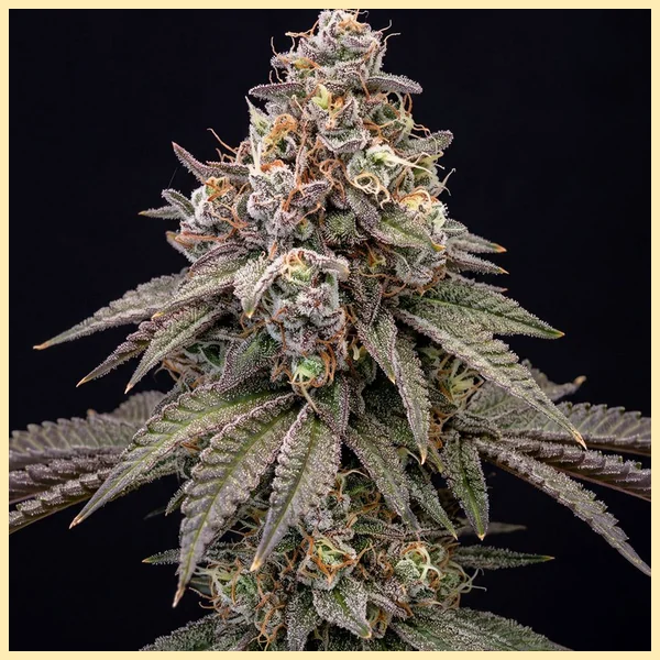 Gelato 41 x Vanilla Frosting Feminized Seeds featured image