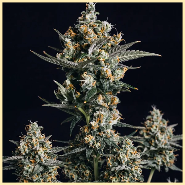 Autoflower Sweet Mix Pack Seeds additional image 2