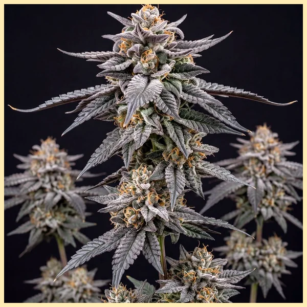 Gelato Autoflower Seeds featured image