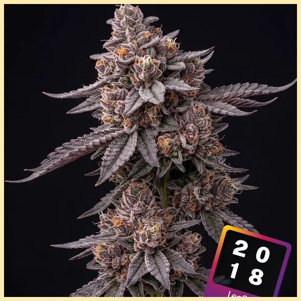 Gelato Feminized Seeds featured image
