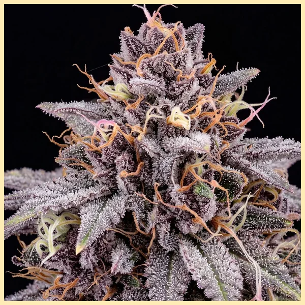 Gelato Sherbet Feminized Seeds additional image 1