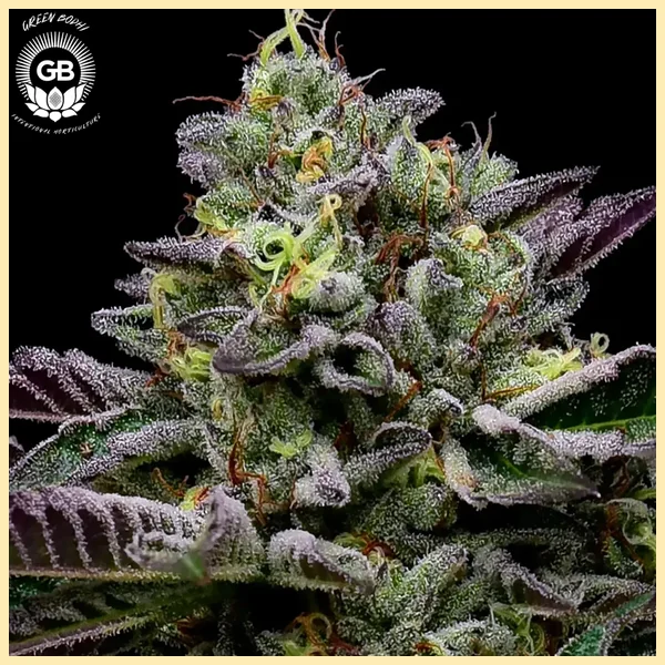 GelBanger Feminized Seeds additional image 1
