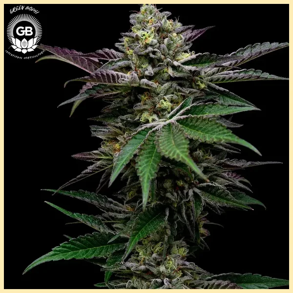 GelBanger Feminized Seeds featured image