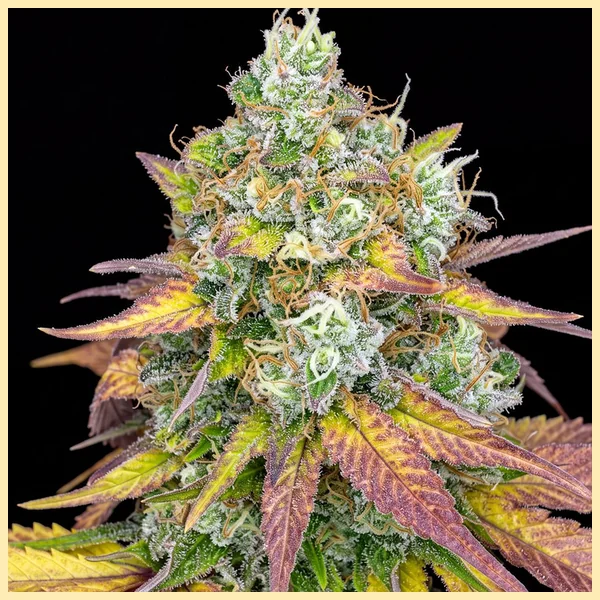 Gelonade Feminized Seeds featured image