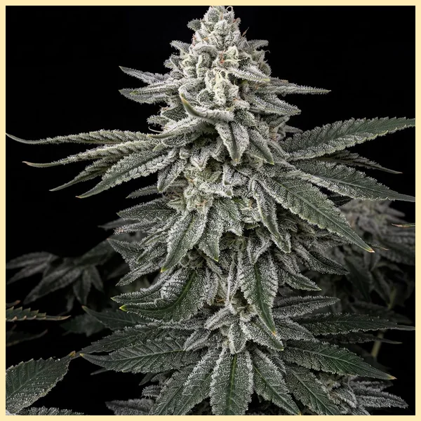 Super Mix Pack Weed Seeds additional image 1