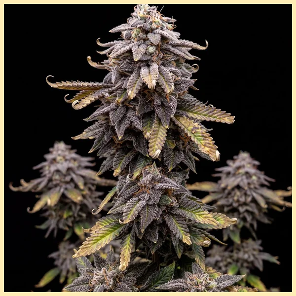 Girl Scout Cookies Extreme Autoflower Seeds featured image