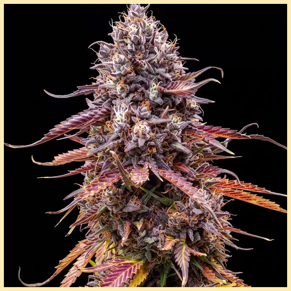 Super Mix Pack Weed Seeds additional image 3