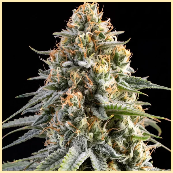 GMO Cookies Autoflower Seeds additional image 1