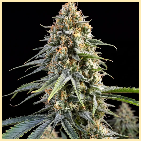 GMO Cookies Autoflower Seeds featured image