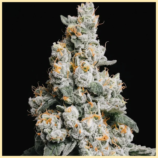 GMO Cookies Feminized Seeds additional image 1