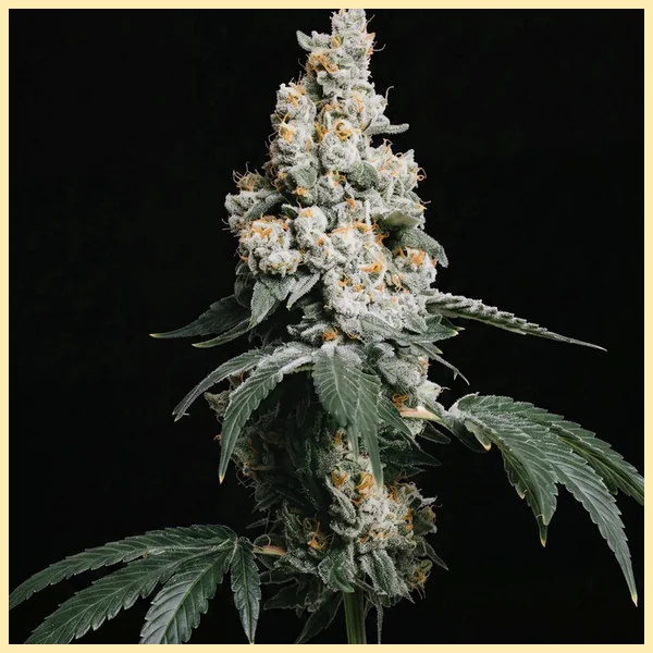 GMO Cookies Feminized Seeds featured image