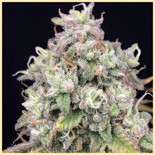 GMO x Double Burger Feminized Seeds additional image 1
