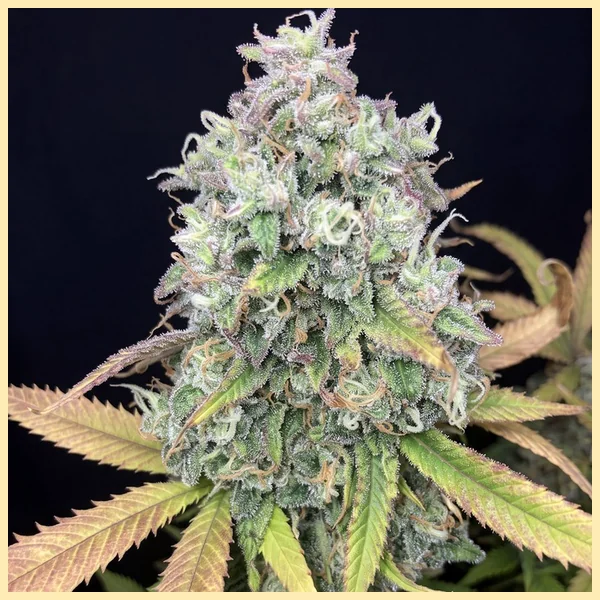 GMO x Double Burger Feminized Seeds featured image