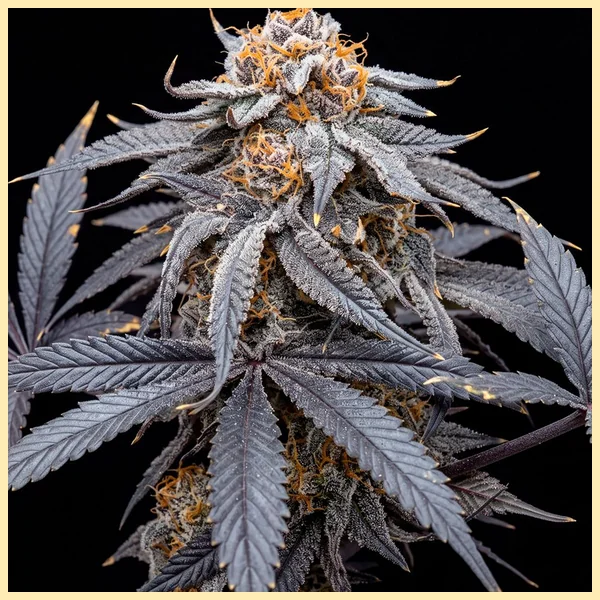 Godfather OG Feminized Seeds featured image