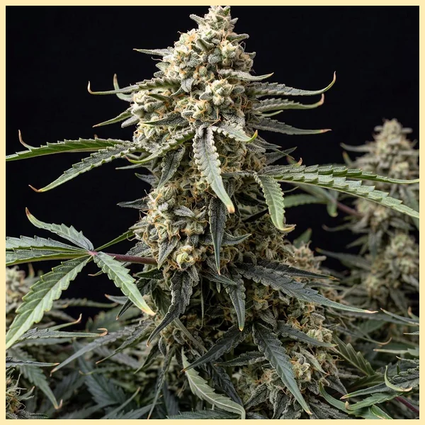 Gold Leaf Autoflower Seeds featured image