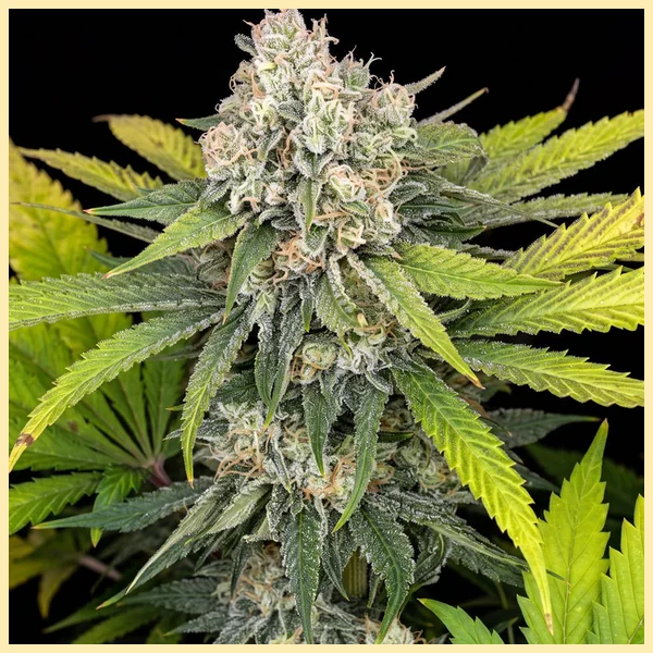 Premium Mix Pack Weed Seeds additional image 3