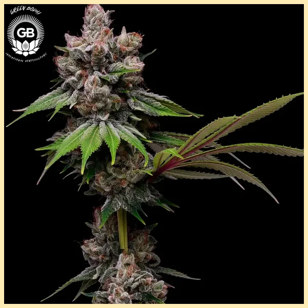 Golden Pineapple Feminized Seeds featured image