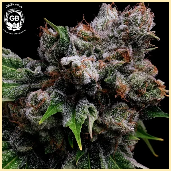 Golden Pineapple Feminized Seeds additional image 1