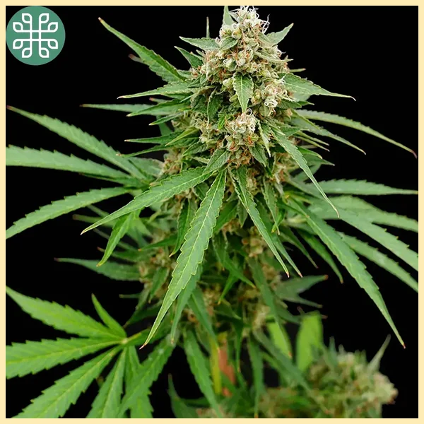 Gooseberry Syrup Autoflower Seeds additional image 3