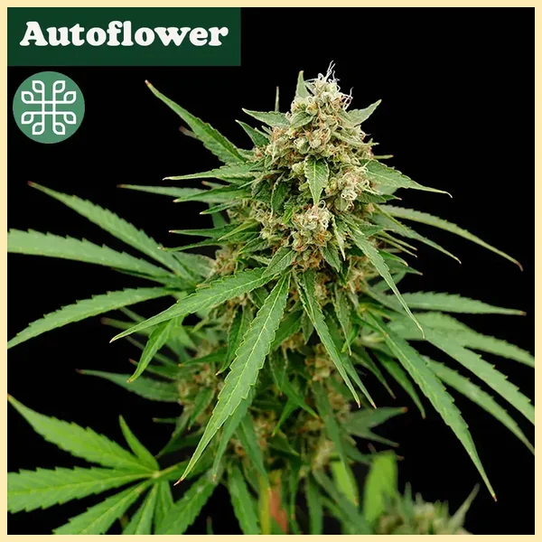 Gooseberry Syrup Autoflower Seeds featured image