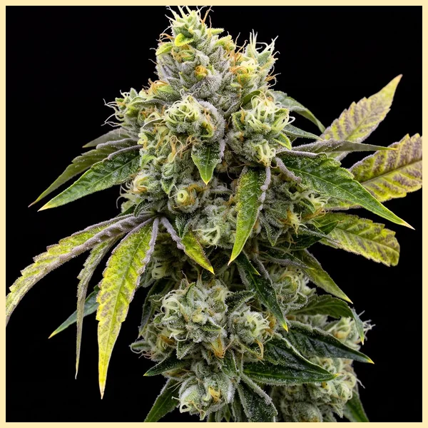 Gorilla Lemon Fire Feminized Seeds featured image