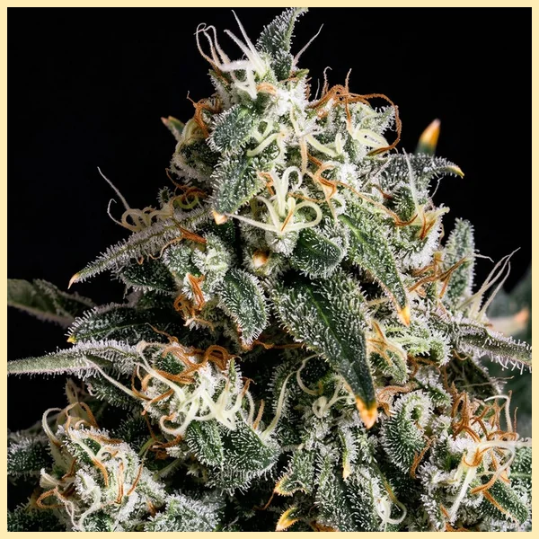 Gorilla Zkittlez Feminized Seeds additional image 1
