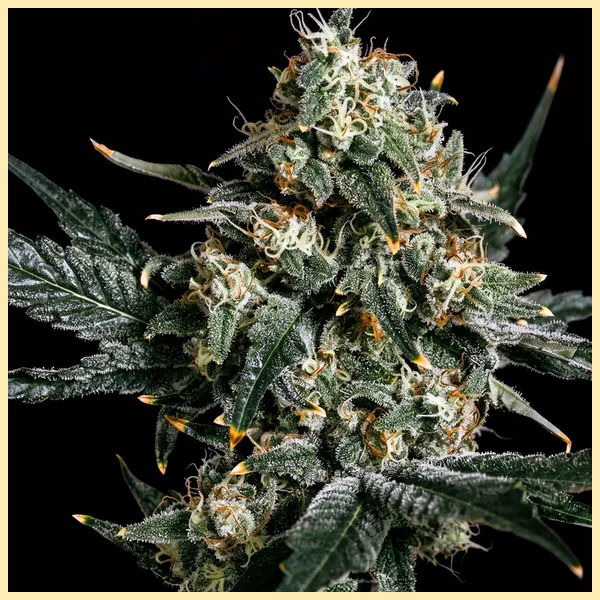 Gorilla Zkittlez Feminized Seeds featured image
