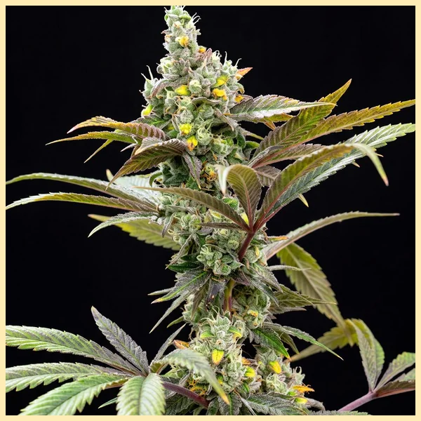 Government O.G. Feminized Seeds featured image