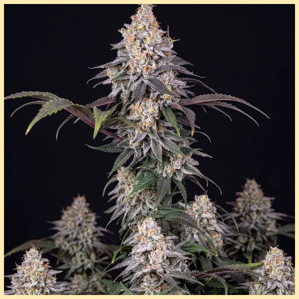 Granddaddy Purple Autoflower Seeds featured image