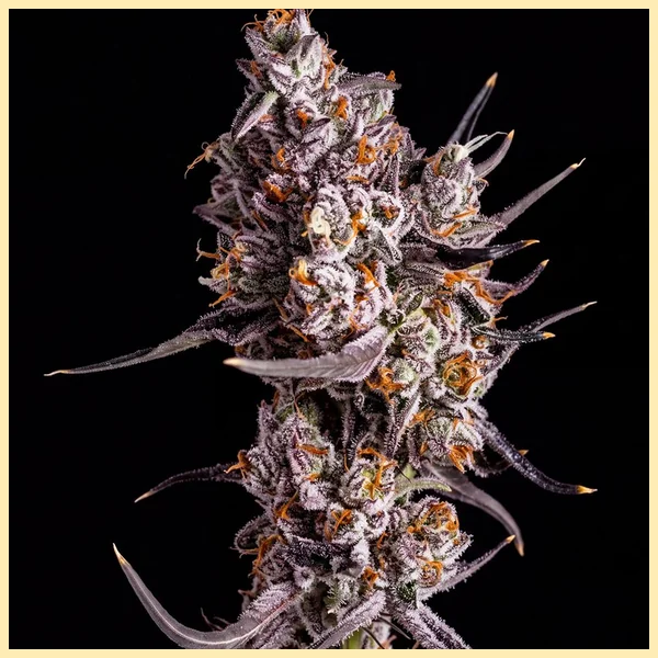Granddaddy Purple Feminized Seeds featured image