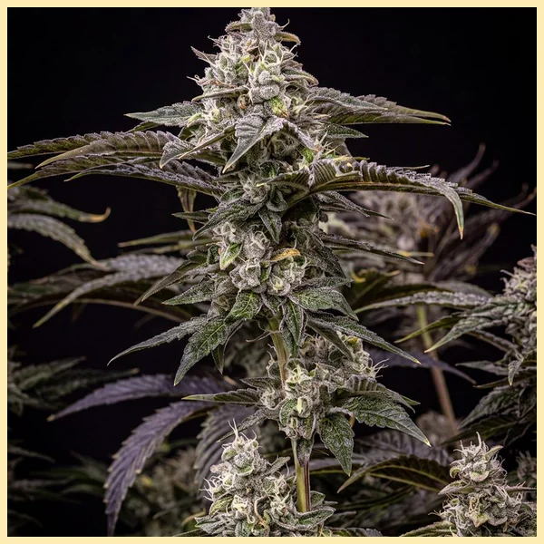 Grape Diamonds Feminized Seeds featured image
