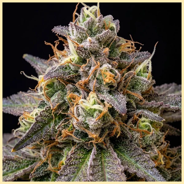 Grape God Autoflower Seeds additional image 1