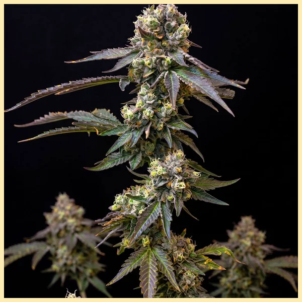 Grape God Autoflower Seeds featured image