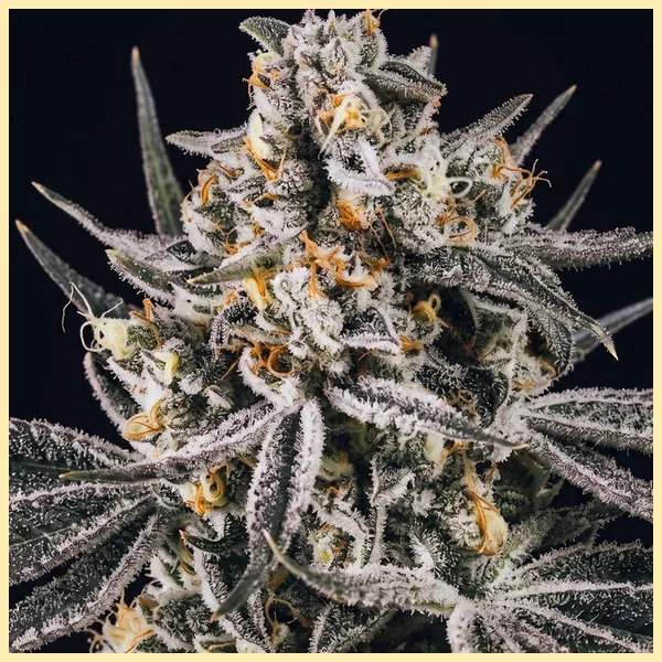 Grape Octane Autoflower Seeds additional image 1