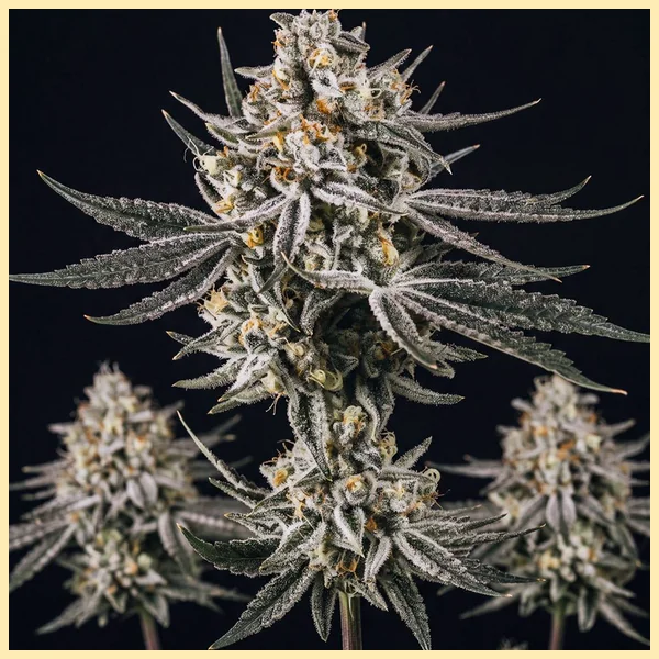 Grape Octane Autoflower Seeds featured image