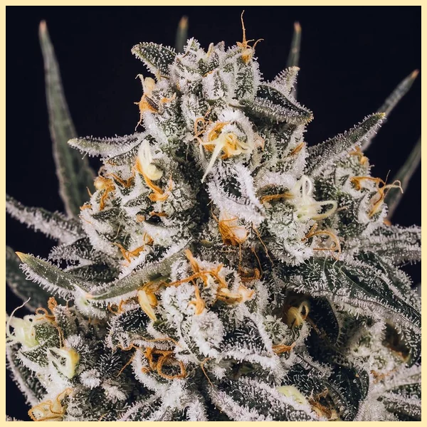 Grape Octane Feminized Seeds additional image 1