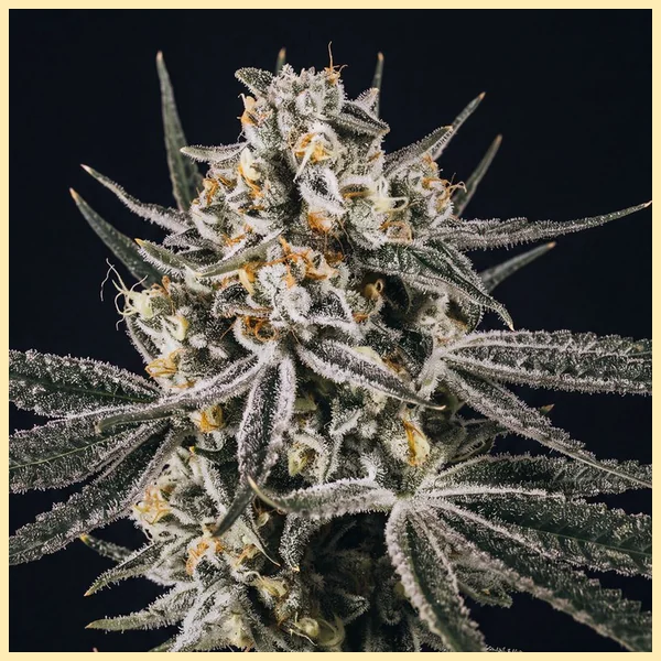 Grape Octane Feminized Seeds featured image