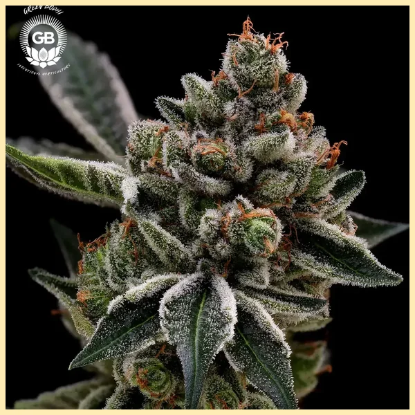 Grape Gellyz Feminized Seeds featured image