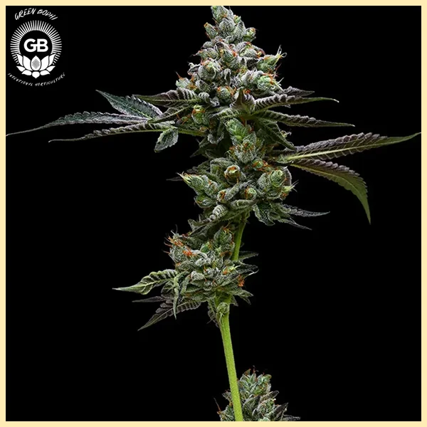 Grape Gellyz Feminized Seeds additional image 1