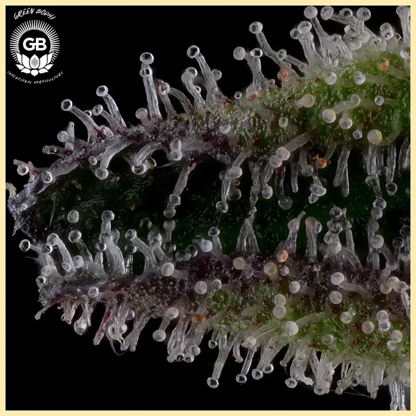 Grape Gellyz Feminized Seeds additional image 2